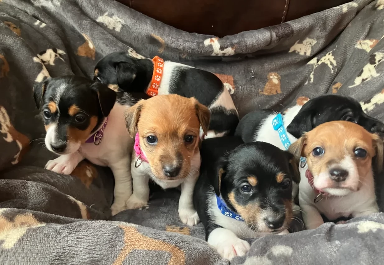per adozione cuccioli di Jack Russel | Foto 0